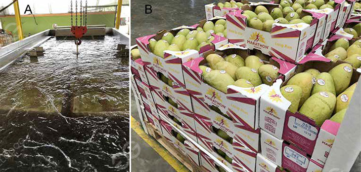 mango hot water treatment plant details