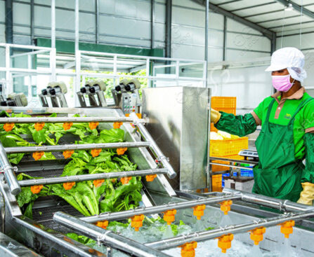 clean vegetable processing workshop