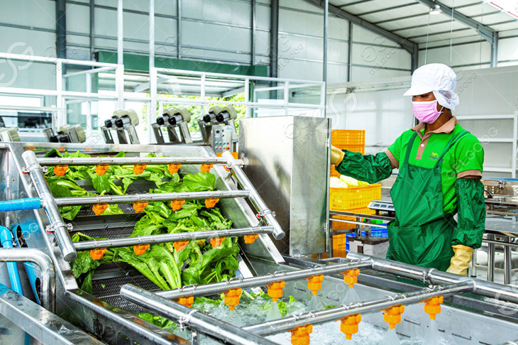 clean vegetable processing workshop