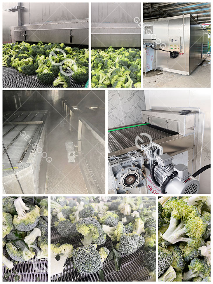 broccoli freezer details