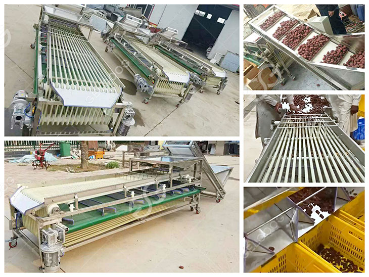 dates sorting machine details