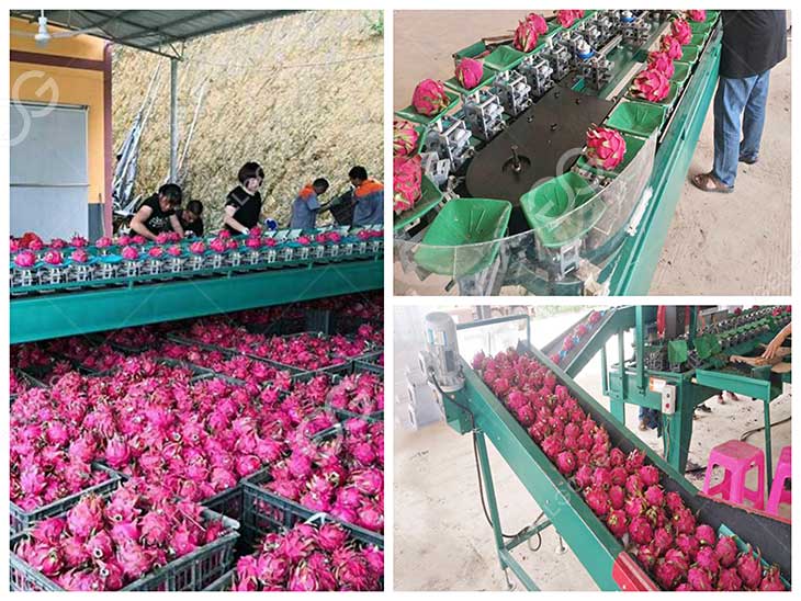 dragon fruits sorting machine