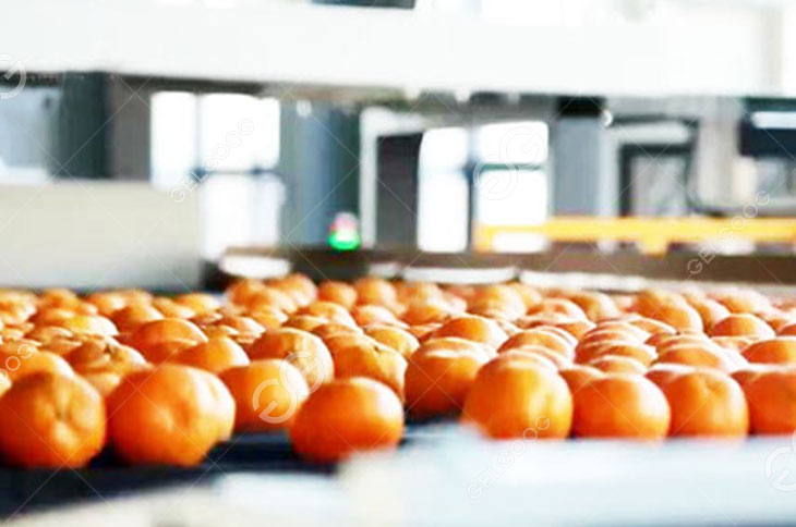 Citrus Drying