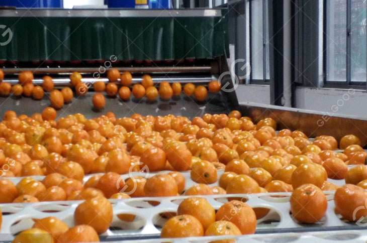 Citrus Grading