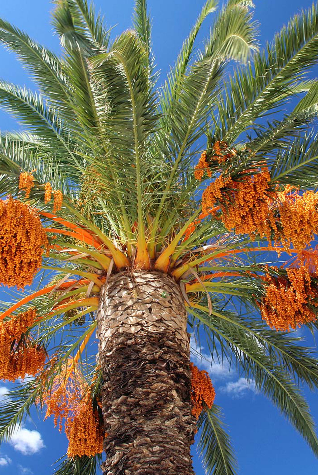 Dates Fruits Washing Drying Grading Processing Machinery