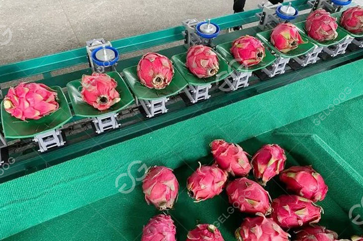 Dragon Fruits Grade