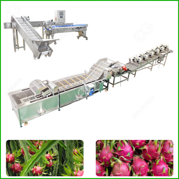 dragon fruits processing line