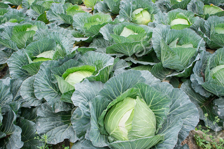 Fresh Vegetable