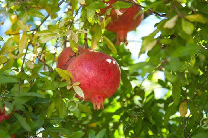 Fresh Pomegranate