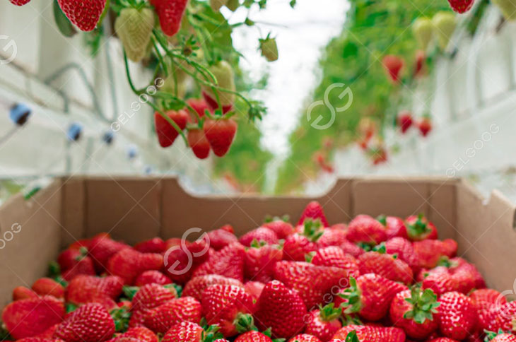 Fresh Strawberry