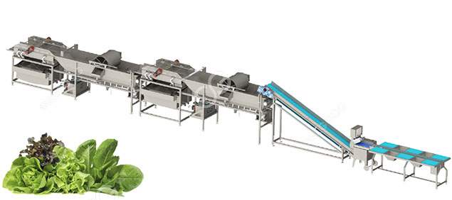 salad processing line