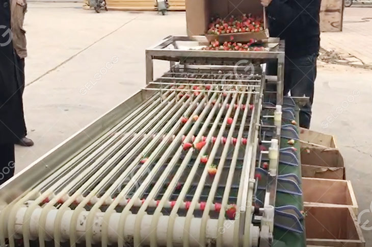 Strawberry Grading