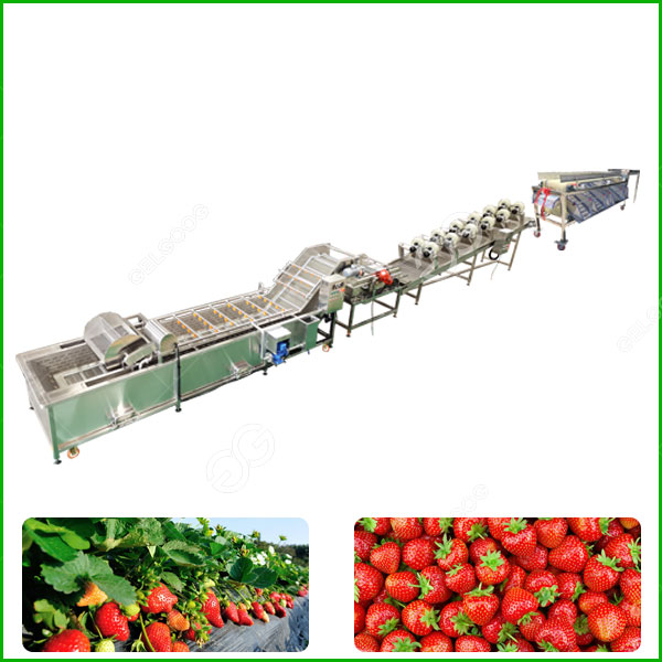 strawberry washing drying grading line