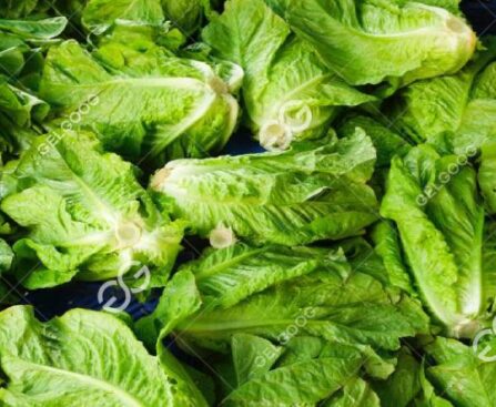 fresh lettuce