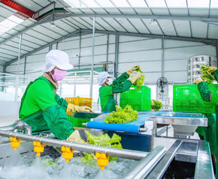 vegetable-processing-techniques