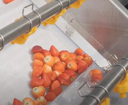 Strawberry-processing-line
